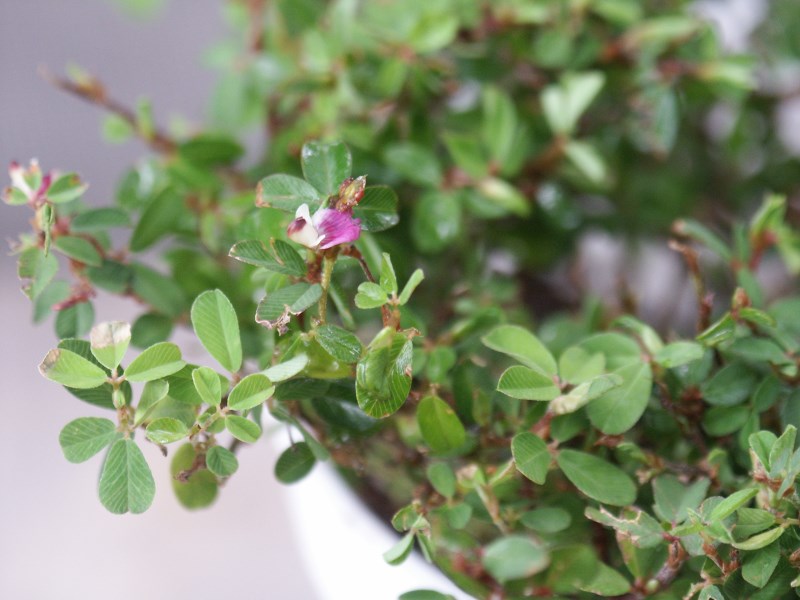 lespedeza 2.jpg thumbnail
